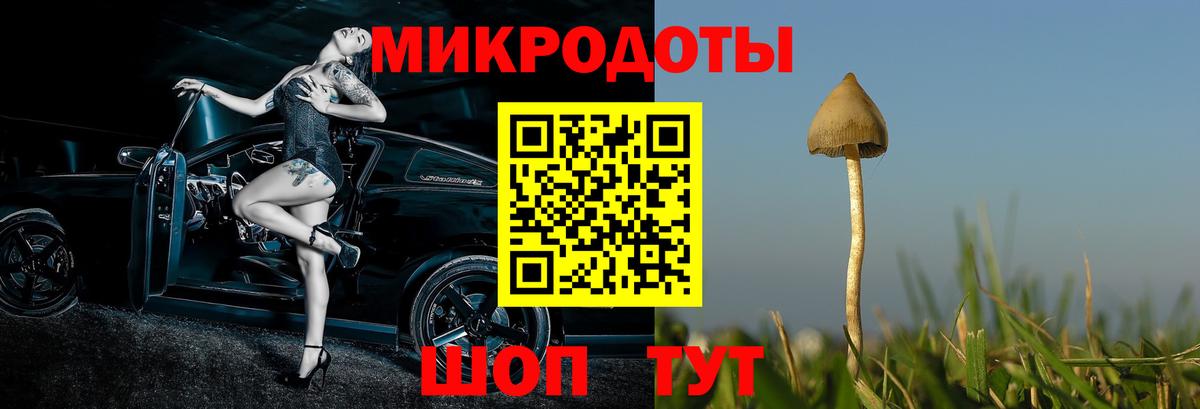 Псилоцибиновые грибы Psilocybe Ханты-Мансийск